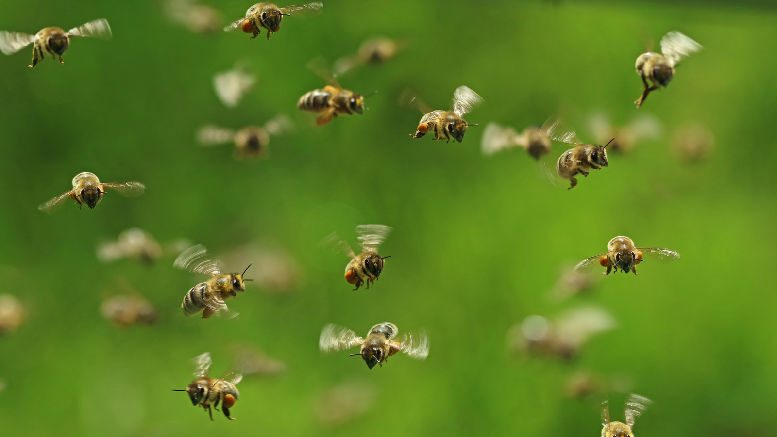 Here's How Your Trash Can Might Be Attracting Unwanted Bees