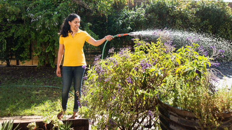 woman watering garden plants