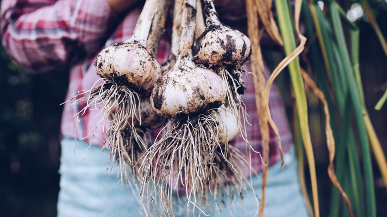 A bunch of fresh garlic