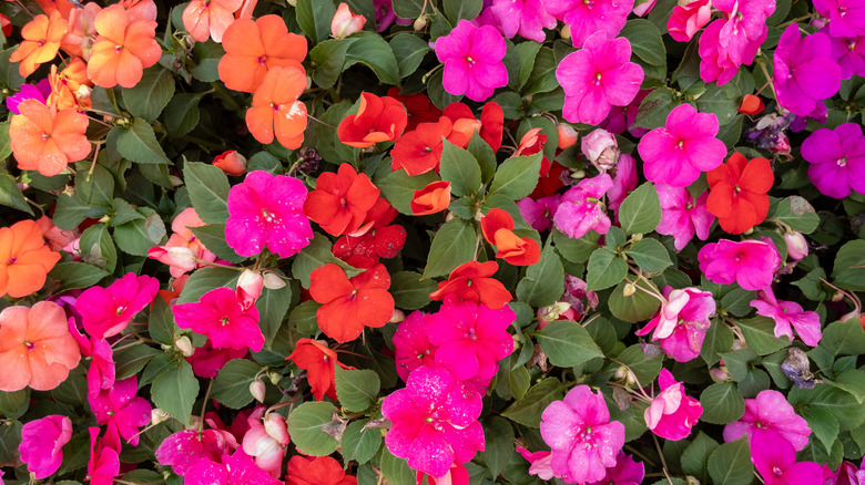 Close up of impatiens flowers in shades of orange, red, and dark pink with green leaves