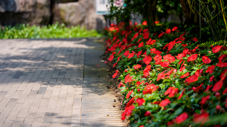 Brick walkway with red impatiens blooming to the side