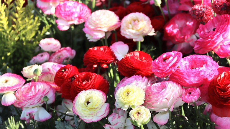 ranunculus flowers