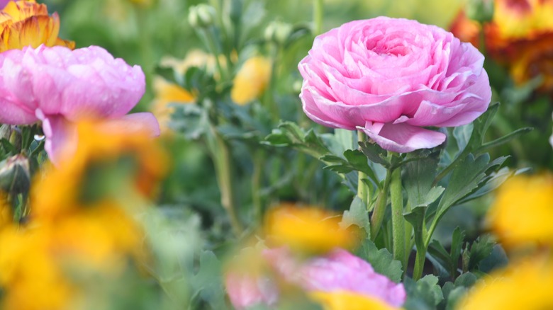 ranunculus in flower bed