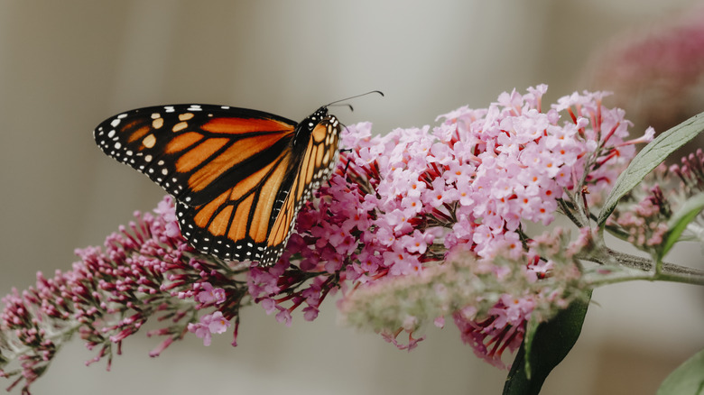 Butterfly on butterfly bush flower 