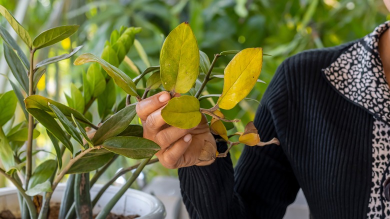 woman holding yellow zz leaves
