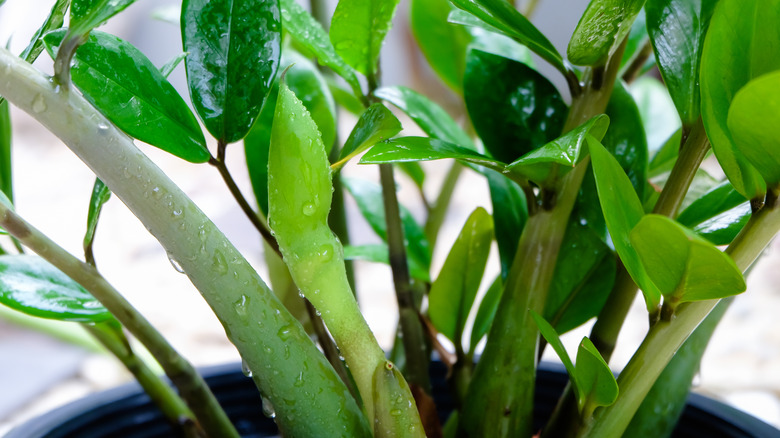zz plant with water droplets