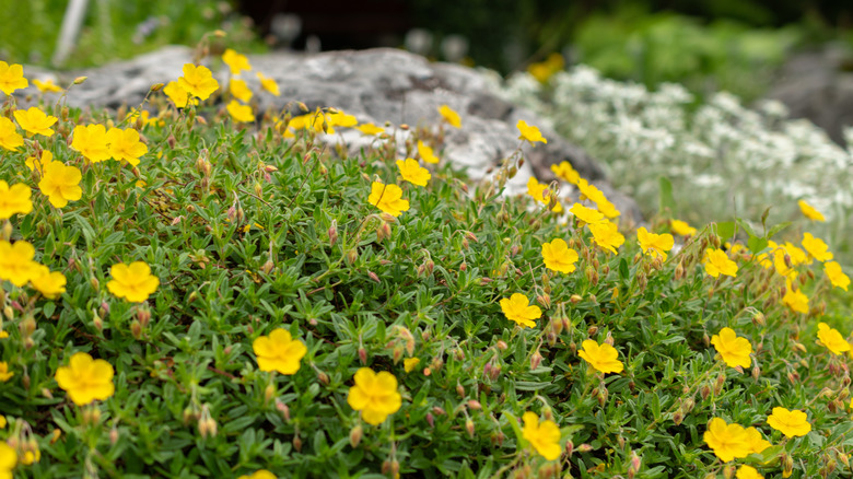 Yellow sunroses in full bloom