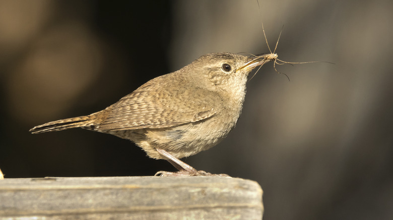 Wren eating a spider 