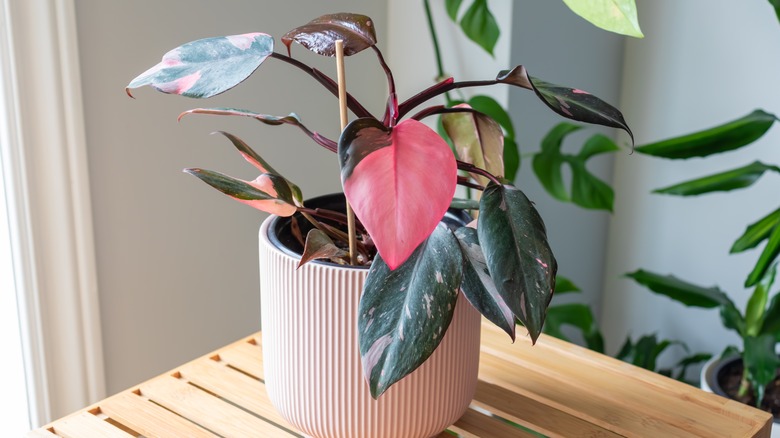 Pink Princess philodendron in pot