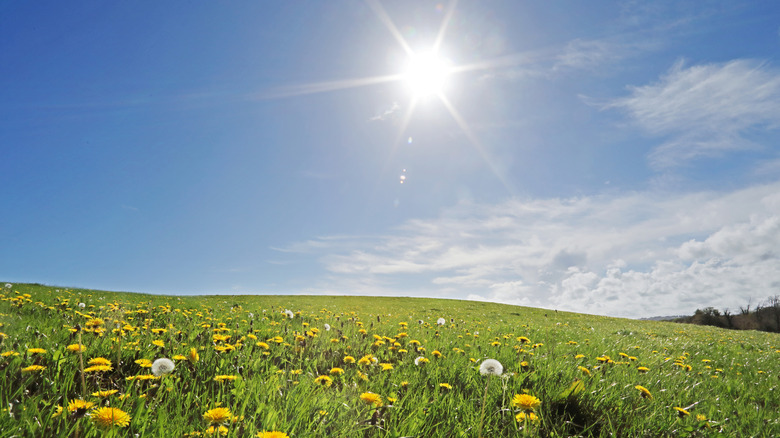 A field of dandelions with blue sky and a sun