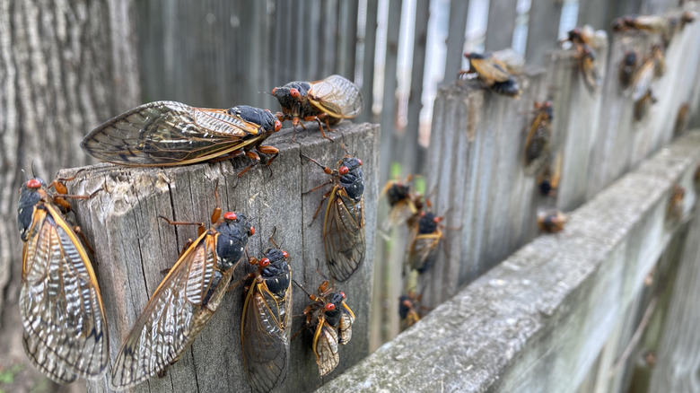 lots of cicadas on fence
