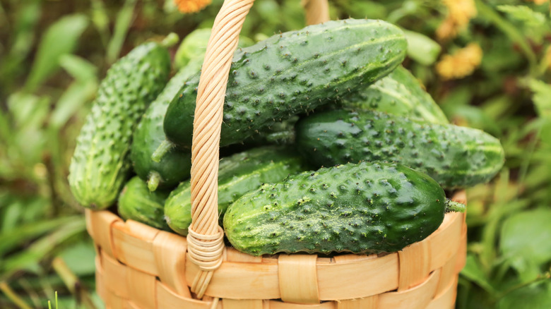Freshly harvested cucumbers in a basket.