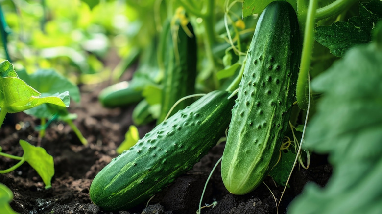 Cucumbers growing on vines in a garden.