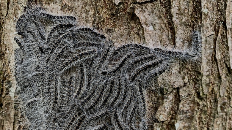 A large cluster of oak processionary caterpillars on tree bark