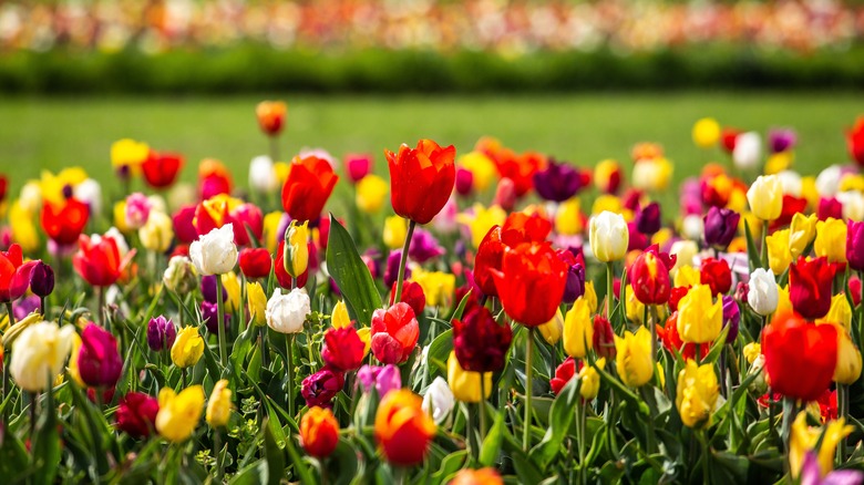 field of tulips