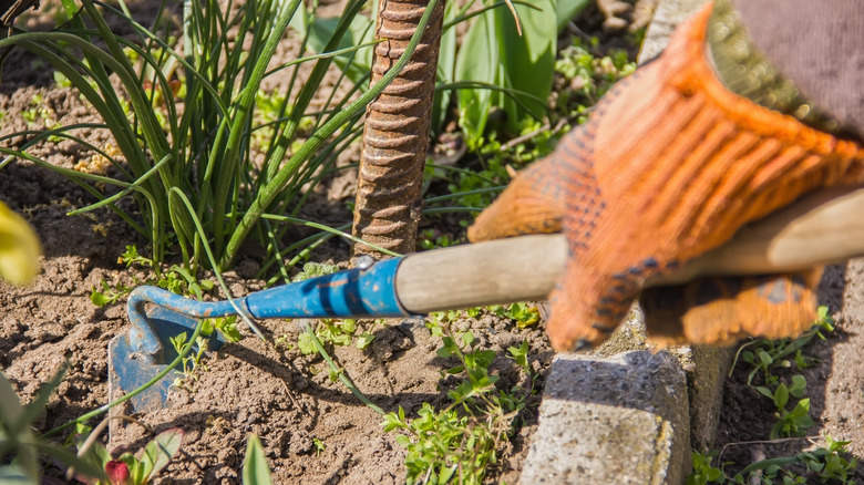 fall weed management