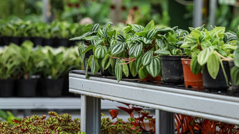Small potted plants at a garden center