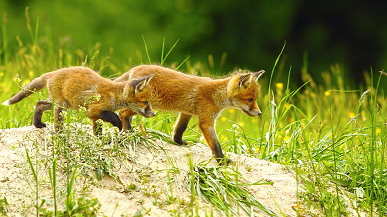 Two fox kits walking together on dirt near long grass