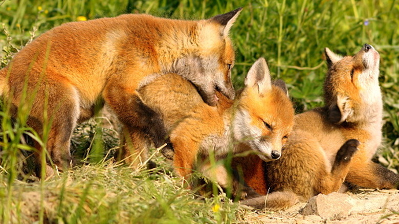 Three fox kits playing by a den in long grass