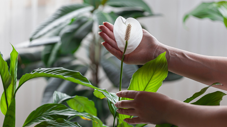 Peace lily with white flower