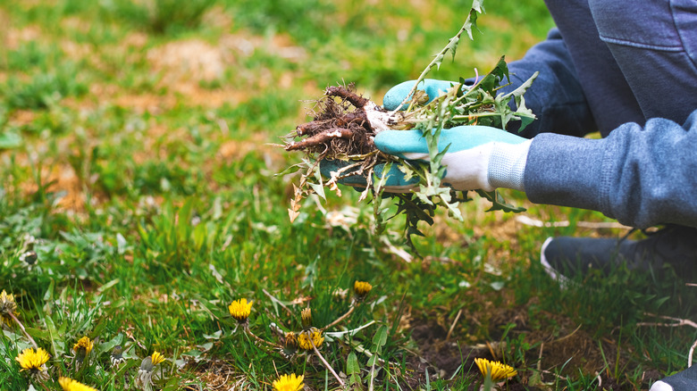 Person holding a weed