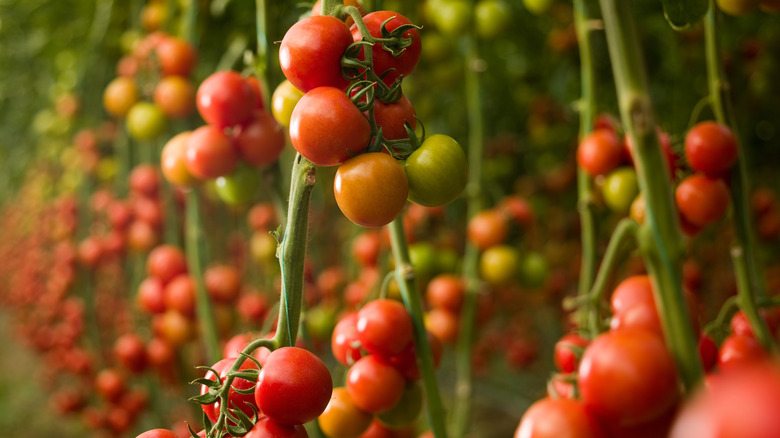 Tomatoes growing on vines