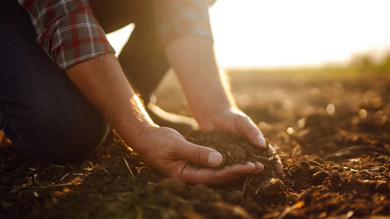 Person with soil in hands