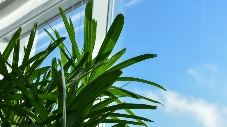 Houseplant next to window with view of the sky