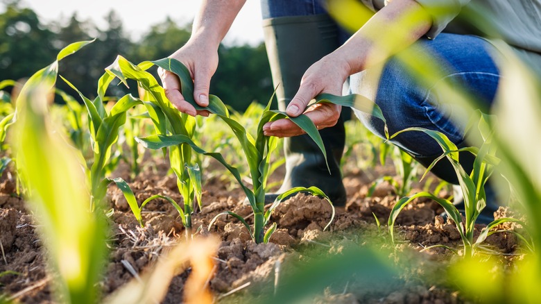 Person gardening