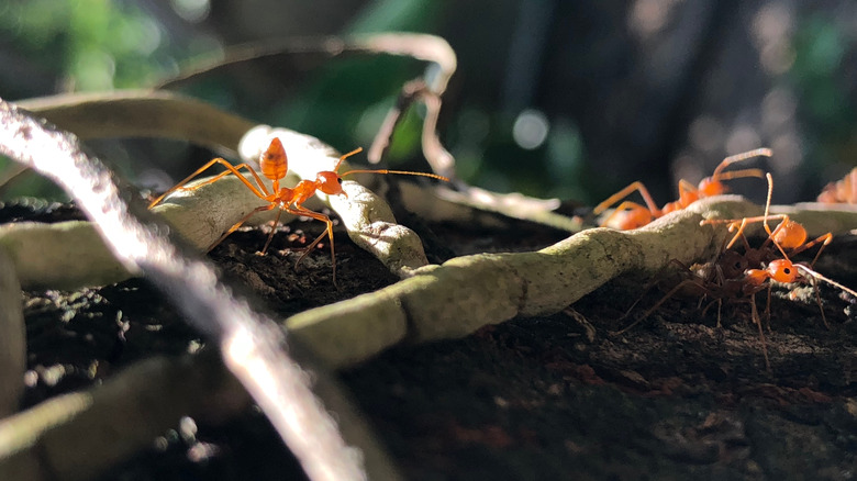 ants crawling on orchid roots