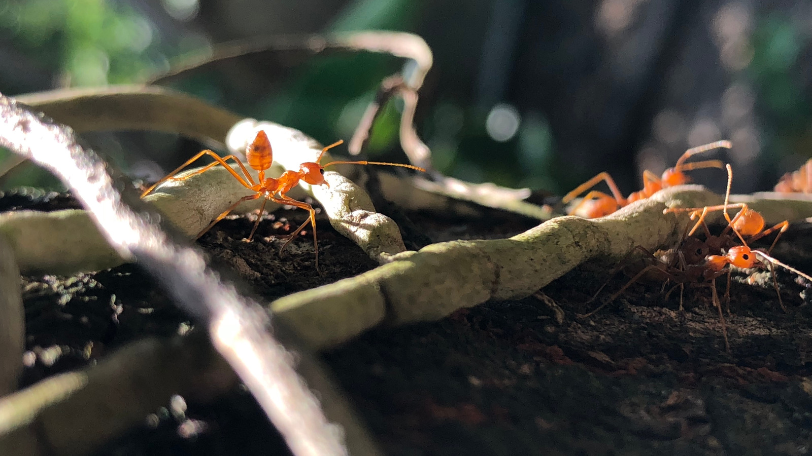 Here's What's Attracting Ants To Your Precious Orchid