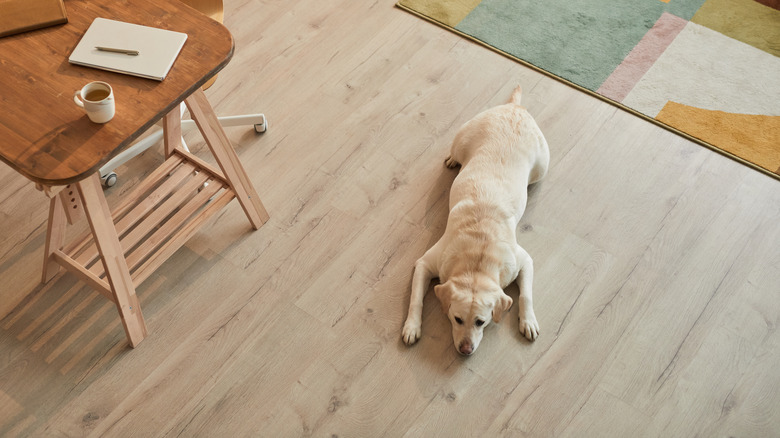 dog lying on wooden floor 