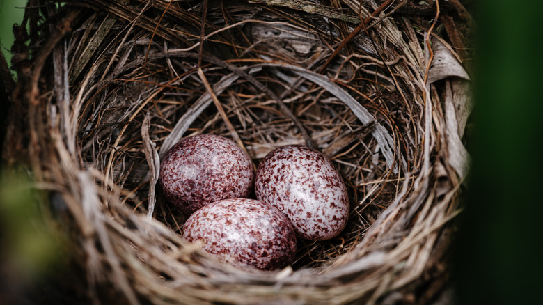 Three burgundy speckled eggs are in a bird's nest