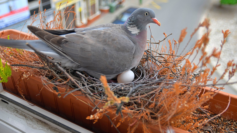 Bird sits on a nest with eggs in a window box