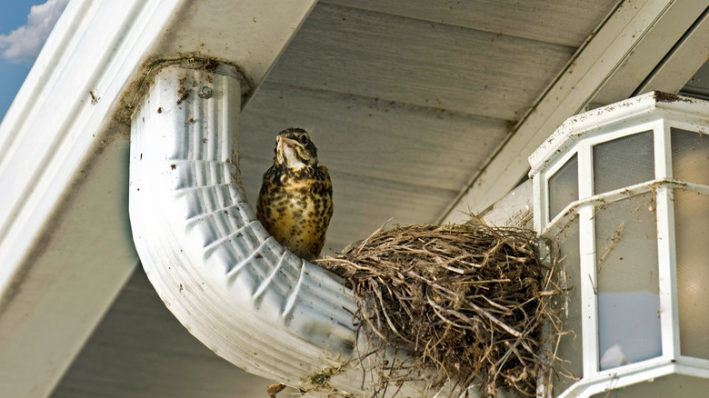 A bird sits next to its nest on a gutter downspout
