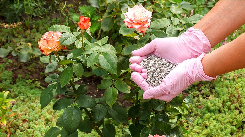 Person fertilizing rose rush