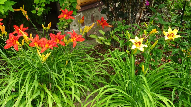 daylily plants in the garden