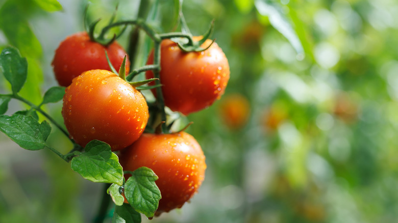 Maturation of tomatoes in greenhouse
