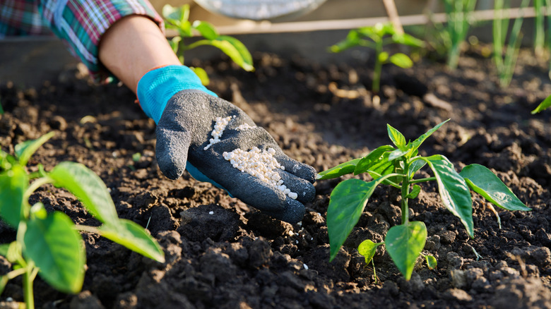Close up of mineral fertilizer in hand in garden