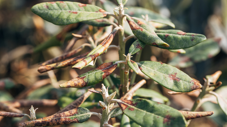 Rhododendron damaged by burn in garden