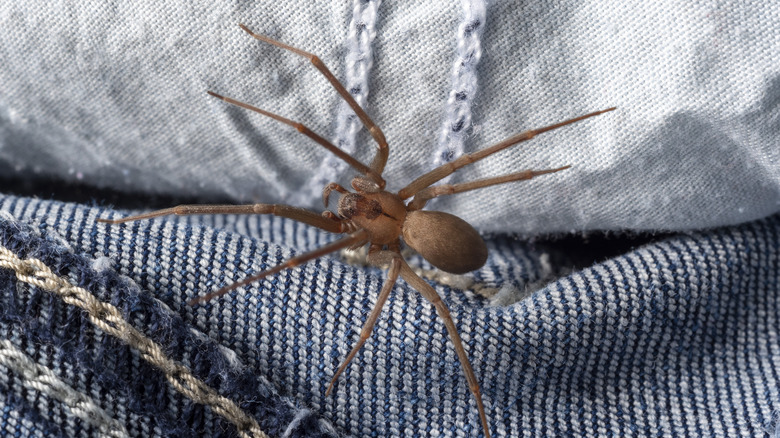 brown recluse spider on clothes