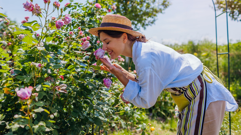 A gardener smelling roses on bush