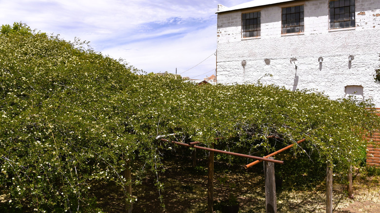 Canopy of the Lady Banks rose in Tombstone, Arizona