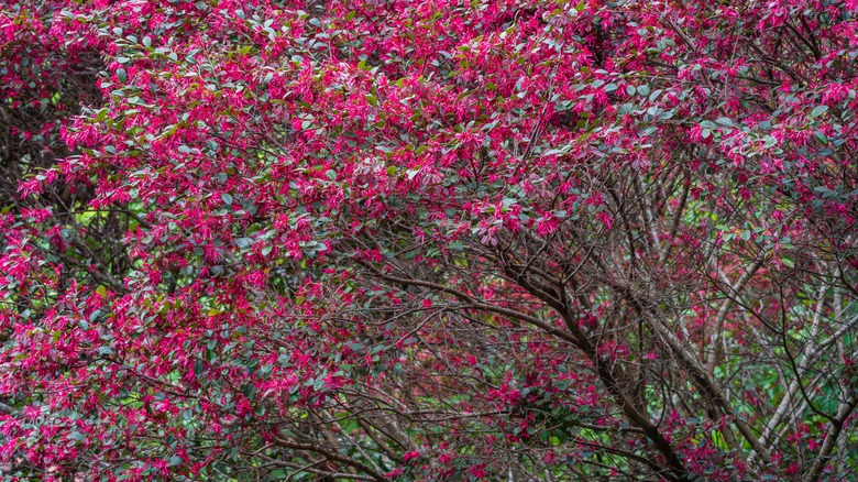 blooming loropetalum chinense shrub