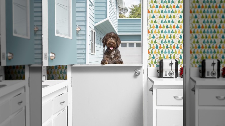 A cute brown dog stands outside an open Dutch door