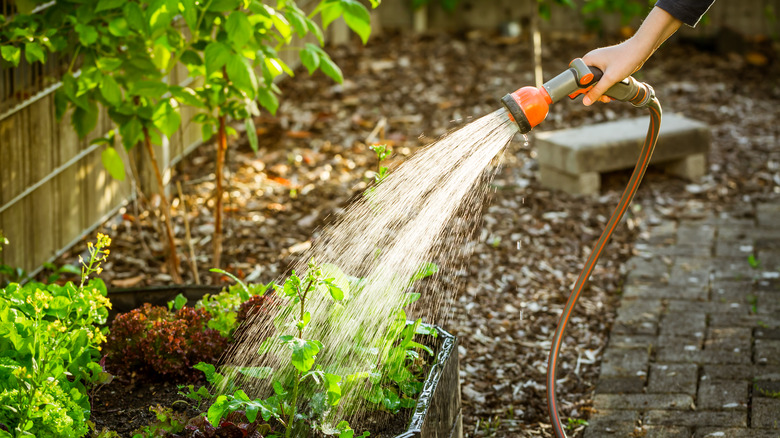 watering garden