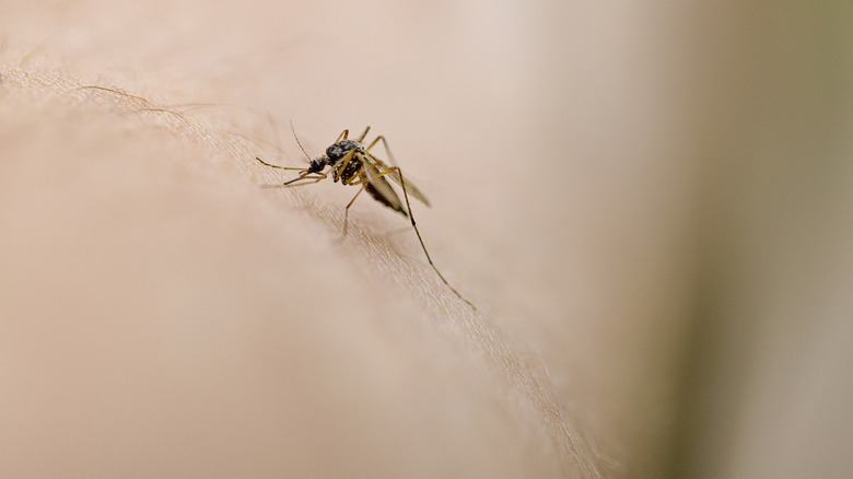 Close-up image of mosquito on human body