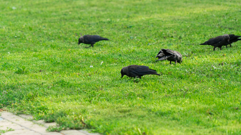 Crows foraging a lawn