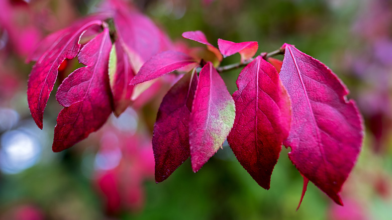 Euonymus alatus burning bush leaves