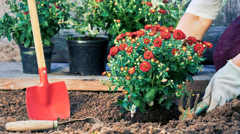 Close up of someone planting a mum plant in the ground